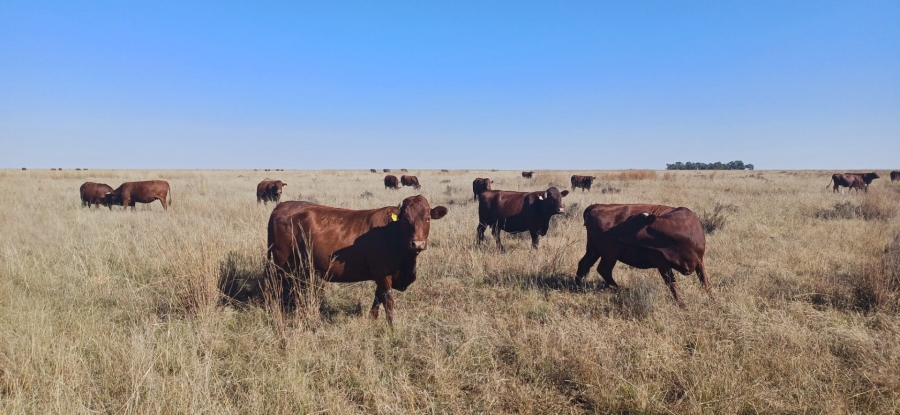 3 Bedroom Property for Sale in Klerksdorp Rural North West